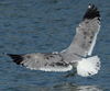 Larus armenicus